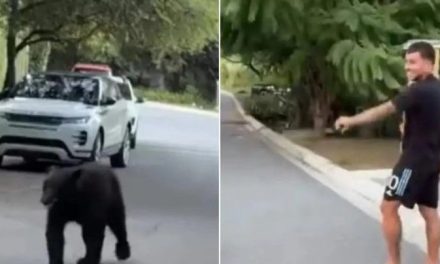 Oso negro sorprende al futbolista de Tigres, Ángel Correa, y su familia afuera de su casa