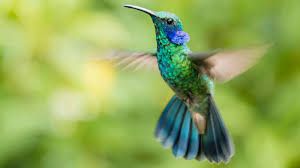 Un colibrí se acerca contigo sin motivo aparente… ¿qué significa?