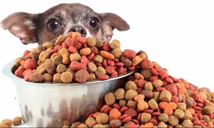 Proponen eliminar IVA en alimentos y medicinas para mascotas
