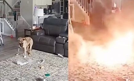 Video: Lomito incendia su propia casa al hacer una travesura