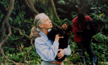 Muere Jane Goodall, pionera en el estudio de los chimpancés