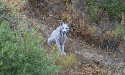 ¡Hallazgo único en el mundo! Captan en España un lince ibérico ‘blanco’, nunca antes documentado