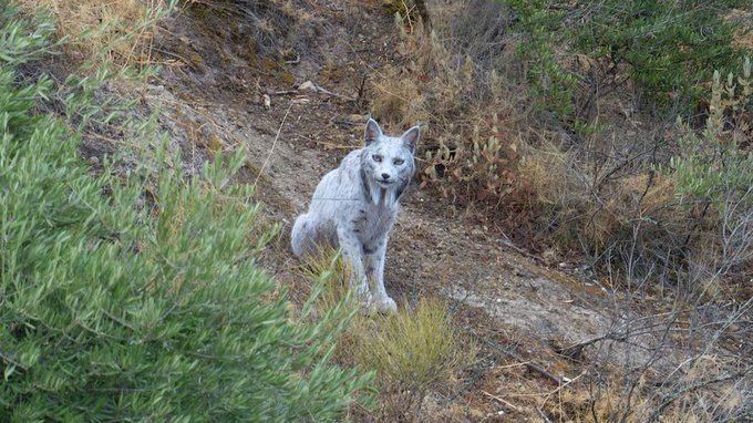 ¡Hallazgo único en el mundo! Captan en España un lince ibérico ‘blanco’, nunca antes documentado