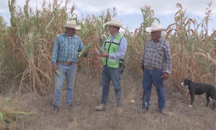 Llega al campo inversión cercana  a los 13 mdp en apoyos directos a la agricultura