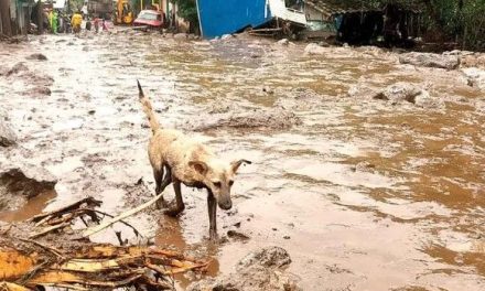 Suman 72 fallecidos por lluvias en cinco estados… todavía hay 127 localidades incomunicadas