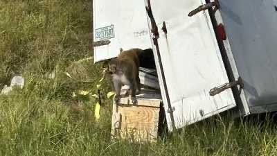 Mono infectado se escapa tras accidente de camión en Mississippi  y desata pánico