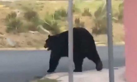 Oso negro vuelve a ser visto en la zona sur de Monterrey