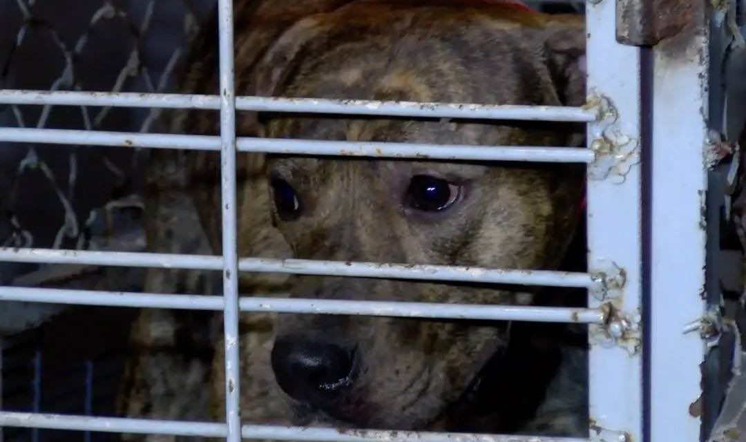 Perro es salvado de las calles en Guadalajara y muerde a la mujer que lo rescató