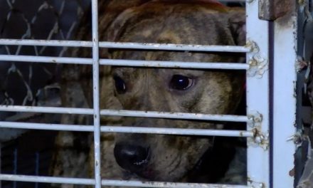 Perro es salvado de las calles en Guadalajara y muerde a la mujer que lo rescató