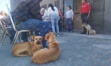 Realizan jornada de vacunación y esterilización  en Ramos Arizpe