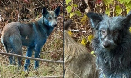 Aparecen ‘perros azules’ en Chernóbil y desconciertan a la comunidad científica