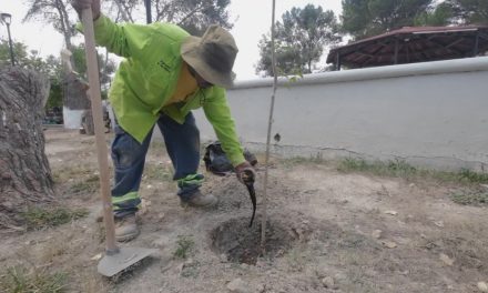 Gobierno municipal con jornada intensa de reforestación en colonia Latinoamericana
