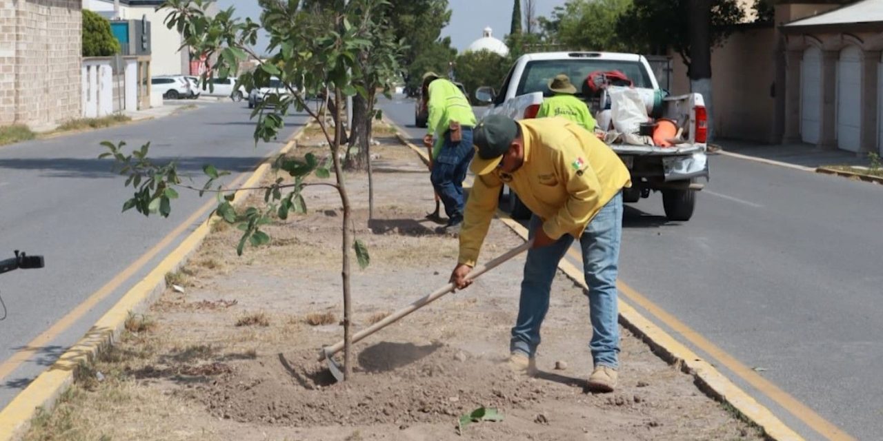 Reforesta el Gobierno de Saltillo el bulevar Rufino Tamayo.