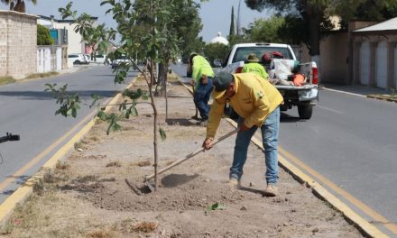 Reforesta el Gobierno de Saltillo el bulevar Rufino Tamayo.