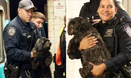 Policía de Nueva York rescata a lomito que se escondió debajo de un tren en la Calle 14