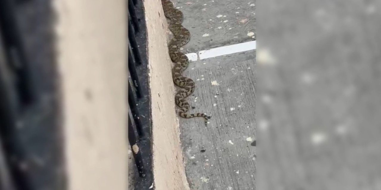 Serpientes causan asombro en Parras
