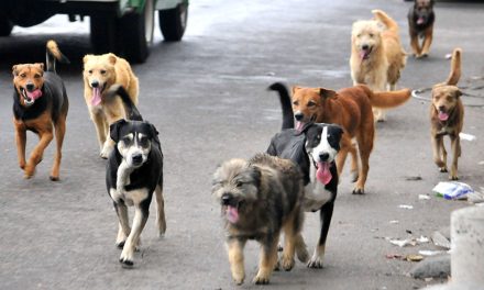 México, el país con más mascotas abandonadas en América Latina