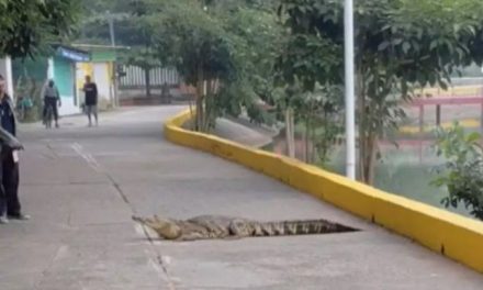 ¿México o IA? Hombre ahuyenta a cocodrilo con machete en mano en calles de Veracruz