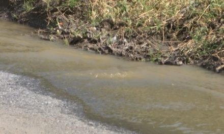 Saltillo: Brotan gran cantidad de aguas negras de alcantarilla en la calle Felipe Berriozábal