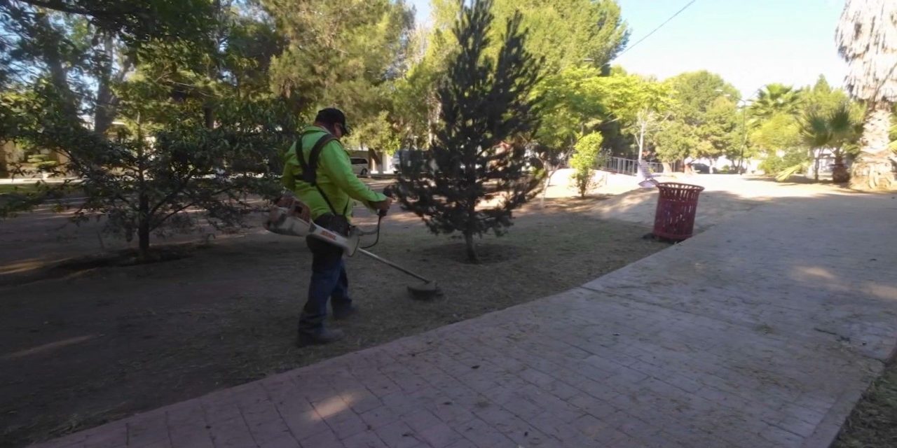 Intensifica Javier Díaz reforestación y limpieza integral en plazas públicas