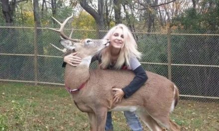 Muere rescatista de ciervos tras ser atacada por un venado macho en su granja