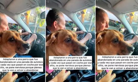 No olvida su pasado: Perrita Cacau se hace viral por llorar cada que pasa por su parada donde fue abandonada