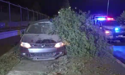 Saltillo: Derriba un árbol tras derrapar, perdió el control debido a la velocidad