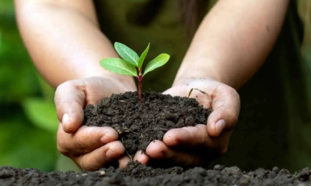 Trabaja el municipio por la conservación del medio ambiente de Saltillo