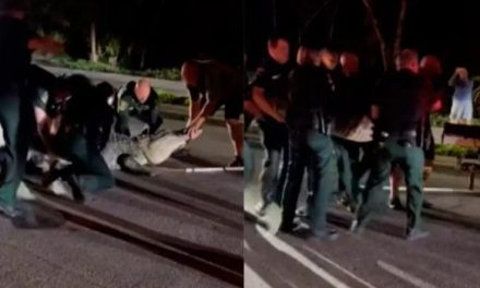 Capturan a un caimán de más de 4 metros en una carretera de Florida (video)