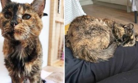 Ella es Flossie, la gata más longeva del mundo que cumplió 30 años
