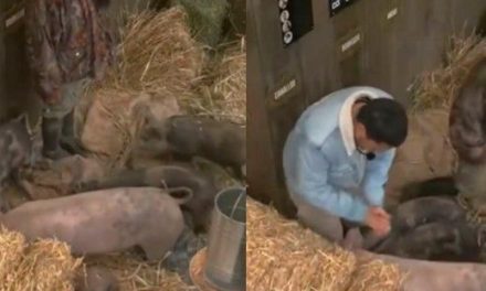 Indignación en redes: Participantes de ‘La Granja VIP’ son captados maltratando cerditos