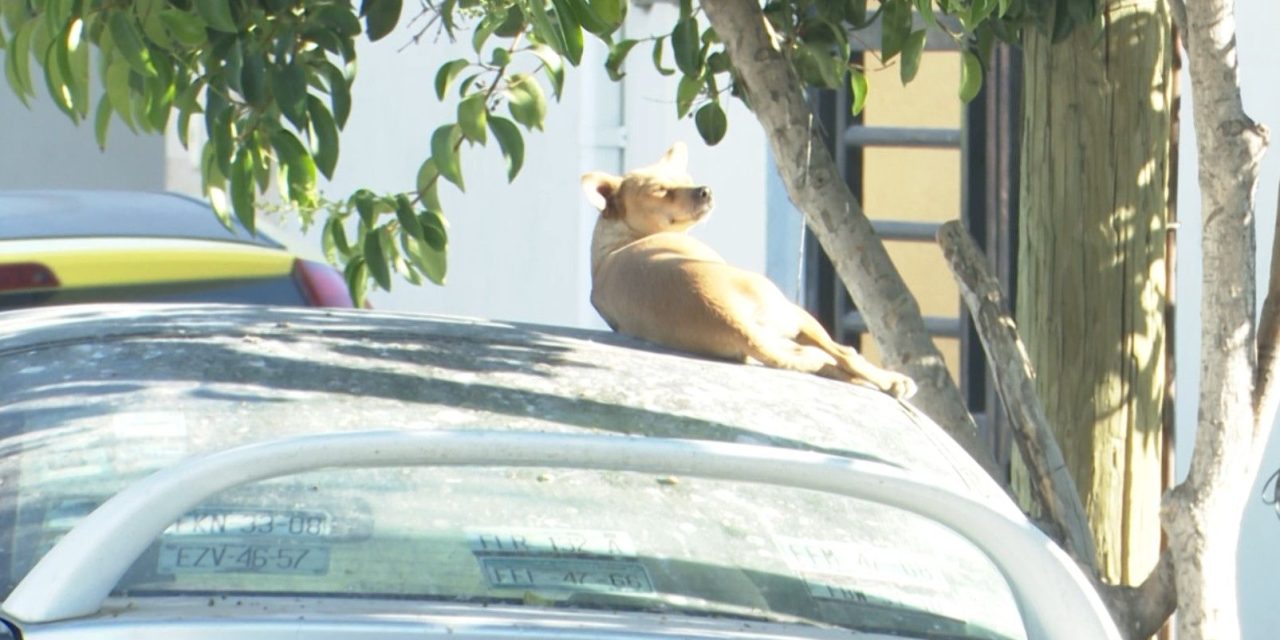 Vecinos de la colonia Escorial denuncian presencia de perros