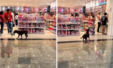 ‘Milagro de Navidad’ en Mérida: Perrito ‘asalta’ juguetería y clientes se unen para pagar el botín