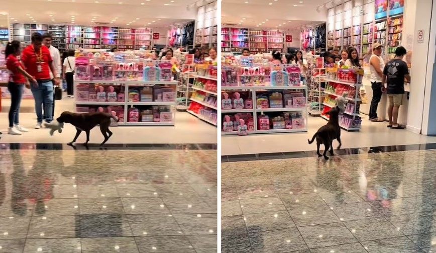 ‘Milagro de Navidad’ en Mérida: Perrito ‘asalta’ juguetería y clientes se unen para pagar el botín