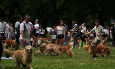 Miles de golden retrievers inundan las calles de Argentina