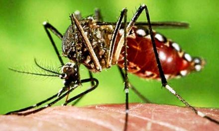 México bajo alerta ante el avance de la fiebre chikungunya