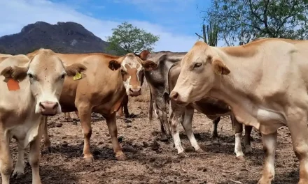 Gobierno de México activa el Dinesa en todo el país por repunte de gusano barrenador