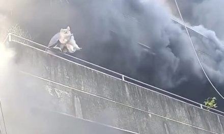 Video: Mujer salva a sus perritos desde un tercer piso para salvarlos de un incendio en Filipinas
