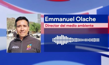 Inicia en el mes de enero recolección de pinos naturales en diversos puntos de Saltillo