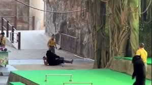Oso negro ataca a su entrenador durante un espectáculo en zoológico de China