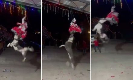 Video: Perrito llega a la posada y decide terminar con la piñata al romperla