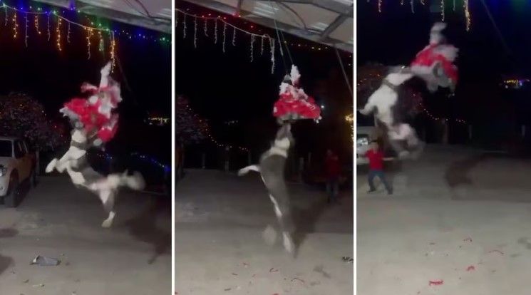 Video: Perrito llega a la posada y decide terminar con la piñata al romperla