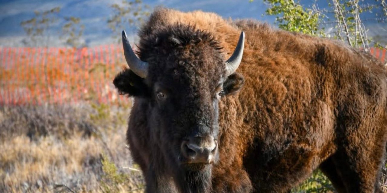 Respetar ecosistemas, principal objetivo de la liberación de bisontes