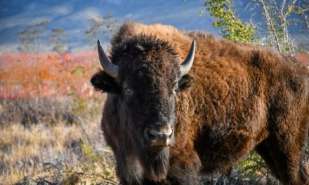 Respetar ecosistemas, principal objetivo de la liberación de bisontes