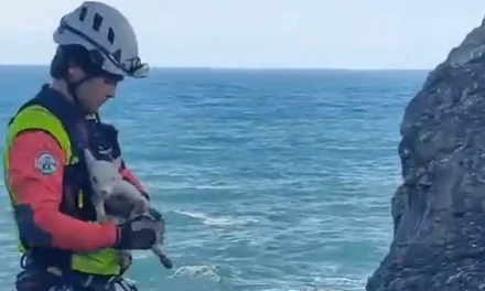 Final feliz en España: realizan rescate de cabras en un acantilado