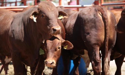 Coahuila atiende alerta por gusano barrenador del ganado