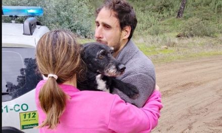 ¡Final feliz! Localizan a Boro, el perro que huyó tras el trágico accidente ferroviario en España