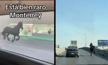 ¿Monterrey es un rancho? Captan a caballo galopando por la Avenida Lincoln