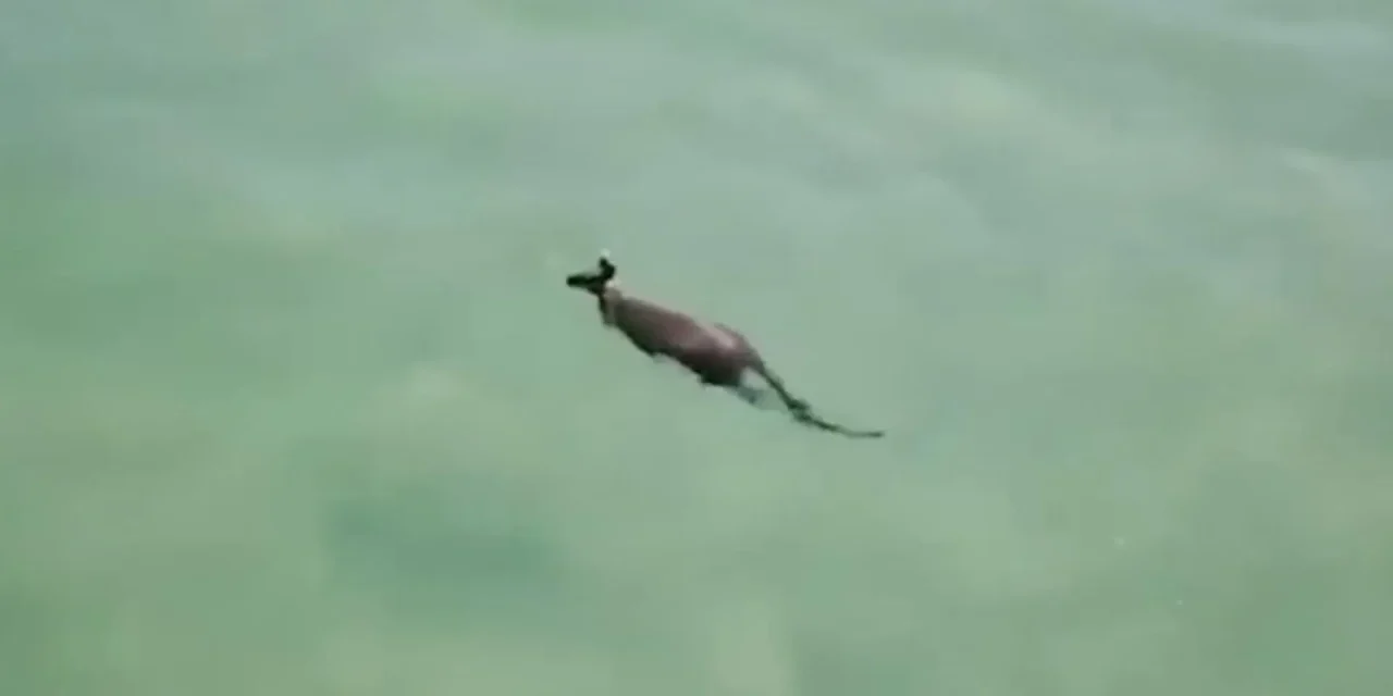 Un canguro sorprende al nadar en un parque acuático de Australia (video)