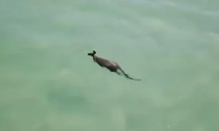 Un canguro sorprende al nadar en un parque acuático de Australia (video)